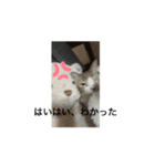 猫可愛いjmumg498（個別スタンプ：6）