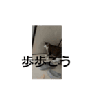 猫可愛いjmumg498（個別スタンプ：8）
