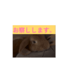 達観うさぎ (耳は垂れても頭はたれない)（個別スタンプ：1）