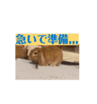 達観うさぎ (耳は垂れても頭はたれない)（個別スタンプ：3）
