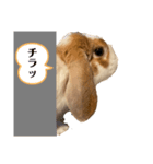 うさぎのフッくん3（個別スタンプ：4）