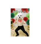のりのりトイプー（個別スタンプ：5）