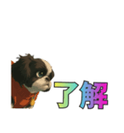 シーズー犬様の表情4パターンで一言（個別スタンプ：1）