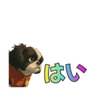 シーズー犬様の表情4パターンで一言（個別スタンプ：2）