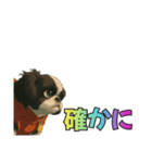 シーズー犬様の表情4パターンで一言（個別スタンプ：4）