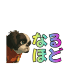 シーズー犬様の表情4パターンで一言（個別スタンプ：5）