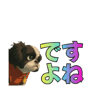 シーズー犬様の表情4パターンで一言（個別スタンプ：6）