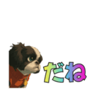 シーズー犬様の表情4パターンで一言（個別スタンプ：7）