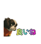 シーズー犬様の表情4パターンで一言（個別スタンプ：8）