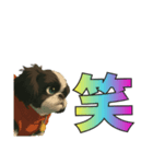 シーズー犬様の表情4パターンで一言（個別スタンプ：10）