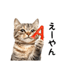 動く！猫の日常2（個別スタンプ：1）