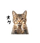 動く！猫の日常2（個別スタンプ：3）