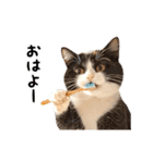 動く！猫の日常2（個別スタンプ：5）