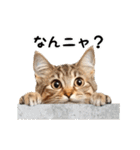 動く！猫の日常2（個別スタンプ：8）