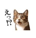 動く！猫の日常2（個別スタンプ：9）