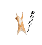 動く！猫の日常2（個別スタンプ：16）