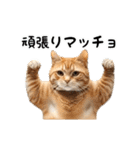 動く！猫の日常2（個別スタンプ：18）