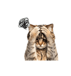 動く！猫の日常2（個別スタンプ：19）