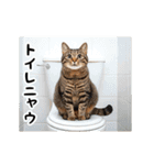 動く！猫の日常2（個別スタンプ：24）