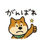 ゆるーいかわいい柴犬ちゃん。（個別スタンプ：8）
