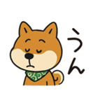 ゆるーいかわいい柴犬ちゃん。（個別スタンプ：12）
