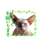 スフィンクス君（個別スタンプ：4）