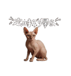 スフィンクス君（個別スタンプ：6）