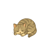 ニャンコトーク（個別スタンプ：6）