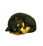 犬（3D）-様々な体の動き 004（個別スタンプ：18）