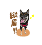 豆柴のモモちゃん！（個別スタンプ：1）