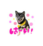 豆柴のモモちゃん！（個別スタンプ：2）