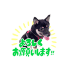 豆柴のモモちゃん！（個別スタンプ：4）