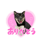 豆柴のモモちゃん！（個別スタンプ：5）