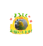 動くよインコ＆プレコ（個別スタンプ：1）