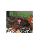 動くよインコ＆プレコ（個別スタンプ：2）