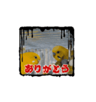 動くよインコ＆プレコ（個別スタンプ：4）