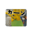 動くよインコ＆プレコ（個別スタンプ：11）
