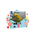 動くよインコ＆プレコ（個別スタンプ：14）