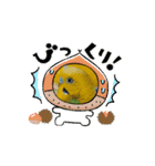 動くよインコ＆プレコ（個別スタンプ：16）
