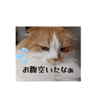 愉快なCATたち（個別スタンプ：1）