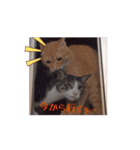 愉快なCATたち（個別スタンプ：2）