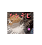 愉快なCATたち（個別スタンプ：7）