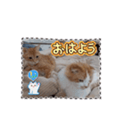 愉快なCATたち（個別スタンプ：8）