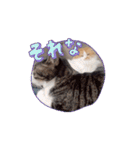 愉快なCATたち（個別スタンプ：9）