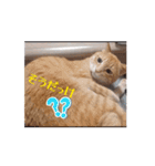 愉快なCATたち（個別スタンプ：10）