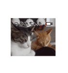 愉快なCATたち（個別スタンプ：11）