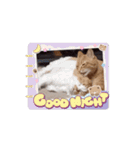 愉快なCATたち（個別スタンプ：12）