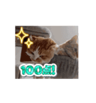 愉快なCATたち（個別スタンプ：13）
