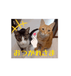 愉快なCATたち（個別スタンプ：15）
