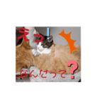 愉快なCATたち（個別スタンプ：16）